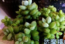 如何补救多浇多肉？（多肉水浇多了怎么办？补救方法大揭秘！）