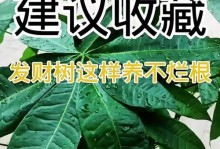 如何修复剥了皮的发财树（一步步恢复发财树的健康与财运）