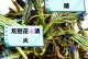 龙胆花的生长周期（探寻龙胆花的生长秘密，感受大自然的力量）