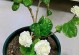 以虎头茉莉的施肥技巧（掌握虎头茉莉施肥方法，让花朵更加绚丽）