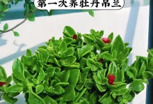 小心思的吊篮枝如何养护？（掌握关键诀窍，让吊篮枝健康成长）