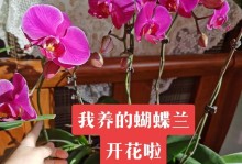 蝴蝶兰养护指南（用木炭打造健康美丽的蝴蝶兰）