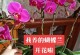 蝴蝶兰养护指南（用木炭打造健康美丽的蝴蝶兰）