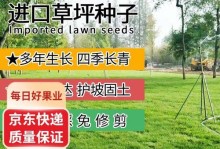 打理马尼拉草坪的技巧与方法（维护美丽草地的关键步骤与注意事项）