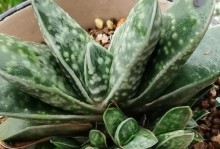 以子宝多肉植物的种类（发现与养护多样多肉世界）