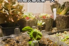 长春花扦插技巧详解（如何通过扦插让长春花成为您家的新宠）