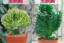 《仙人类植物养护指南》（打造独特仙境，享受仙人类植物的美丽）