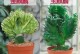 《仙人类植物养护指南》（打造独特仙境，享受仙人类植物的美丽）
