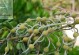 槐树是什么植物？（了解槐树的分类、特征与分布）