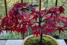红枫叶的室内种植技巧（打造家中小清新，红枫叶室内种植教程）