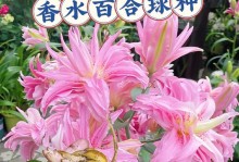 盆栽四季百合花的养殖方法与注意事项（四季百合花养殖步骤详解，助您打造美丽花园）