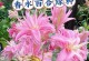 盆栽四季百合花的养殖方法与注意事项（四季百合花养殖步骤详解，助您打造美丽花园）