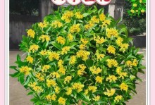 四季桂花的养殖方法和注意事项（轻松掌握，快乐栽培）