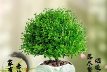 赤楠栽培全攻略（从种子到苗木，让赤楠成为你庭院的明星植物）