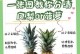 丽丽梨的繁殖与种植技巧（掌握丽丽梨种植的要点，轻松培育多汁甜美的凤梨）