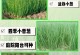 冬天花盆栽葱的栽培技巧（种植葱的步骤和注意事项）