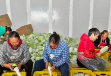 葫芦采摘的最佳时间（揭秘葫芦采摘的五大秘密）