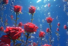 水中种植玫瑰花的方法（美丽绽放的水中玫瑰花盆景，轻松打造家居花海）