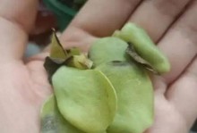 雷童叶子变软怎么办？绿萝叶子变软原因与护理方法（解决绿萝叶子变软问题，让你的雷童回复生机）