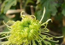 盆栽绿菊花的养护指南（打造美丽室内花园，绿菊花养护秘籍大揭秘）