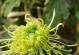 盆栽绿菊花的养护指南（打造美丽室内花园，绿菊花养护秘籍大揭秘）