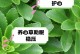 以心叶藤的养护技巧（打造绿意盎然的家居环境，以心叶藤助你一臂之力）