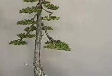 大盆栽树修剪的技巧与要点（打造美丽健康的大盆栽树，从修剪开始）