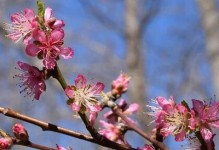 探秘桃树的分类学特征（是被子植物吗？-桃树的生命之谜）