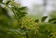 花椒开花全解：探究花椒开花的奥秘