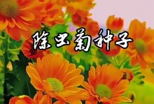 除虫菊的种植与管理（为什么选择除虫菊？如何种植和管理？）