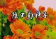 除虫菊的种植与管理（为什么选择除虫菊？如何种植和管理？）