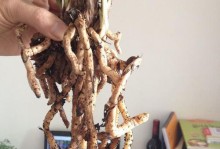 墨兰换盆后出现干叶，如何救活？（墨兰植物干叶的原因及救治措施）