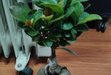 榕树施肥过多的处理方法（保护榕树生态平衡的关键措施）