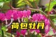 探秘荷包牡丹和牡丹的区别（牡丹之争）