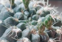 如何使仙人球开花（掌握关键要点，让你的仙人球绽放迷人花朵）