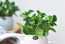 碧玉——一种独特的植物（探秘碧玉的形态、生长环境和用途）