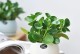 碧玉——一种独特的植物（探秘碧玉的形态、生长环境和用途）