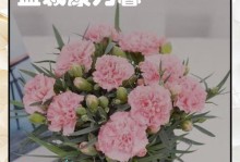康乃馨盆栽发芽后的养护技巧（打造美丽康乃馨盆景，）