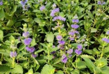 如何成功养殖香草兰（了解关键步骤和注意事项，让您的香草兰茁壮成长）