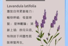 薰衣草太高了，如何应对？（挑选适合种植的薰衣草品种是关键）