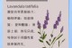 薰衣草太高了，如何应对？（挑选适合种植的薰衣草品种是关键）