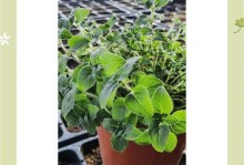 法国百里香的养殖方法（种植技巧、环境要求和管理经验）