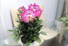 大丽花的毒性与室内养护（毒性评估、养护技巧及风险防范）