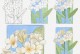 科学浇水方法，让鸡蛋花茁壮成长（掌握关键要领，让鸡蛋花开出绚烂花朵）