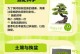盆景榕树繁殖的技巧（了解如何成功繁殖盆景榕树，让您的家居更加生机勃勃）