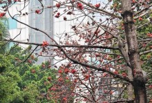 探究木棉花的生长特点和适宜生长地带（探究木棉花的生长特点和适宜生长地带）