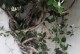 如何正确修剪盆栽金银花树（让您的金银花树更加茂盛繁荣）