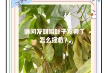 拯救枯萎的招财树，让它重新焕发生机！（招财树树干枯怎么救活？这15个方法可以帮到你！）
