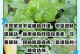 木耳菜的营养与健康功效（探秘木耳菜的营养成分及烹饪方式）
