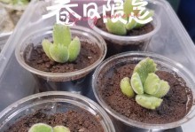 如何处理以熊掌多肉不肉的问题（以熊掌多肉生长异常，如何解决？）